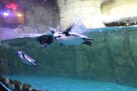 Dubai Mall - Aquarium