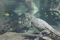 Dubai Mall - Aquarium