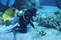 Dubai Mall - Aquarium