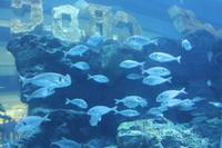 Dubai Mall - Aquarium