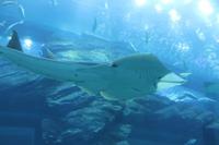 Dubai Mall - Aquarium