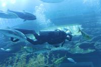 Dubai Mall - Aquarium