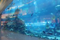 Dubai Mall - Aquarium