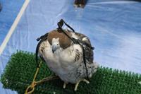 Abu Dhabi - Falkenklinik