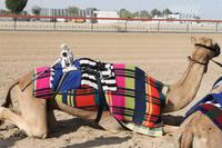 Busfahrt nach Al Ain - Kamelrennstrecke