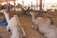 Al Ain - Kamelmarkt