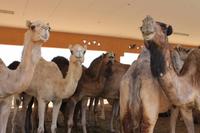 Al Ain - Kamelmarkt