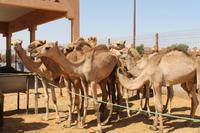 Al Ain - Kamelmarkt