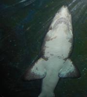 Dubai Mall - Rundreise Arabische Emirate