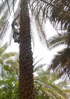 Ausflug nach Al Ain - Rundreise Arabische Emirate