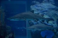 Aquarium in der Dubai Mall (10)