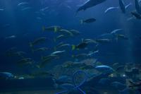 Aquarium in der Dubai Mall (11)