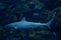 Aquarium in der Dubai Mall (12)