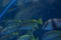 Aquarium in der Dubai Mall (13)