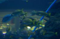 Aquarium in der Dubai Mall (14)