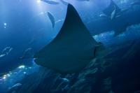 Aquarium in der Dubai Mall (15)