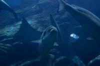 Aquarium in der Dubai Mall (16)