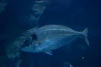 Aquarium in der Dubai Mall (19)