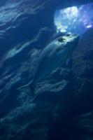 Aquarium in der Dubai Mall (20)