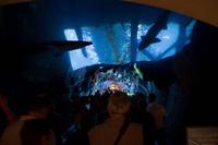 Aquarium in der Dubai Mall (3)