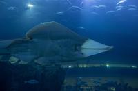 Aquarium in der Dubai Mall (7)