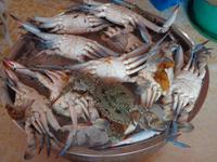 Fischmarkt von Sharjah (5)