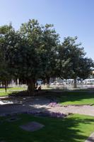 Jumeirah Moschee (13)