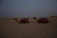 Kamele in der Wüste von Dubai  (1)