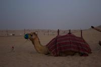 Kamele in der Wüste von Dubai  (2)