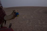 Kamele in der Wüste von Dubai  (8)