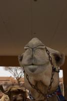 Kamelmarkt in Al Ain (1)