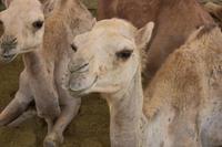 Kamelmarkt in Al Ain (12)