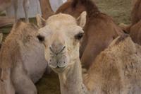 Kamelmarkt in Al Ain (13)