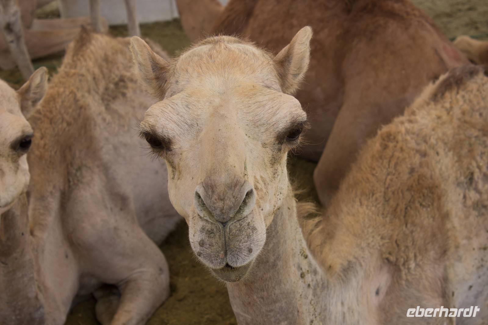 Kamelmarkt in Al Ain (14)