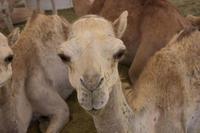 Kamelmarkt in Al Ain (14)