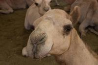 Kamelmarkt in Al Ain (16)