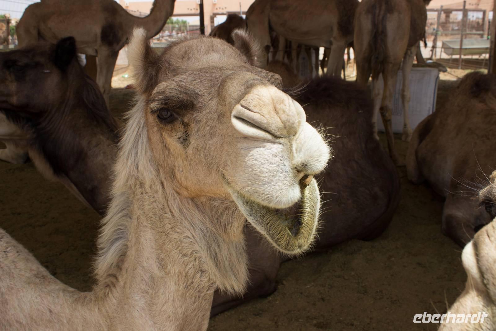 Kamelmarkt in Al Ain (18)
