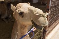 Kamelmarkt in Al Ain (19)