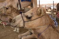 Kamelmarkt in Al Ain (2)