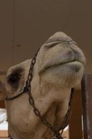 Kamelmarkt in Al Ain (23)