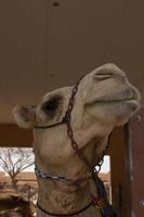 Kamelmarkt in Al Ain (24)