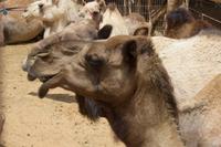Kamelmarkt in Al Ain (3)