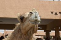 Kamelmarkt in Al Ain (6)