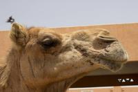 Kamelmarkt in Al Ain (9)