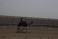 Kamelrennstrecke in Dubai  (1)