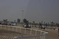 Kamelrennstrecke in Dubai  (5)
