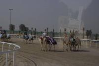 Kamelrennstrecke in Dubai  (6)