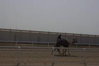 Kamelrennstrecke in Dubai  (9)
