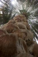 Oase von Al Ain (10)