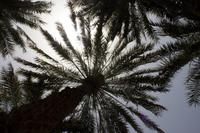 Oase von Al Ain (12)